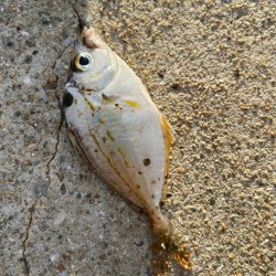 シロギスタ:台風一過の晩夏の釣果