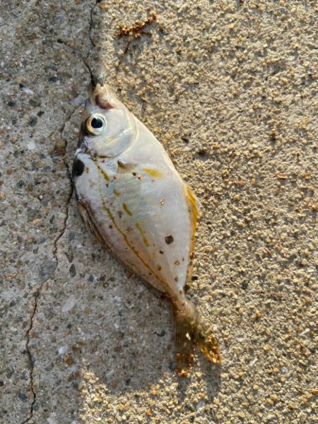 シロギスタ:台風一過の晩夏の釣果