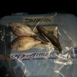 太刀魚釣り、五目釣り