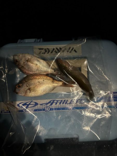 太刀魚釣り、五目釣り