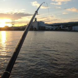 サヨリが入れ食い&安定の夜グレ