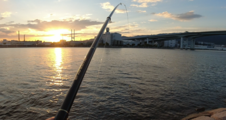 サヨリが入れ食い&安定の夜グレ