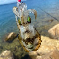 姫路離島エギング開幕！超高活性の爆釣！！