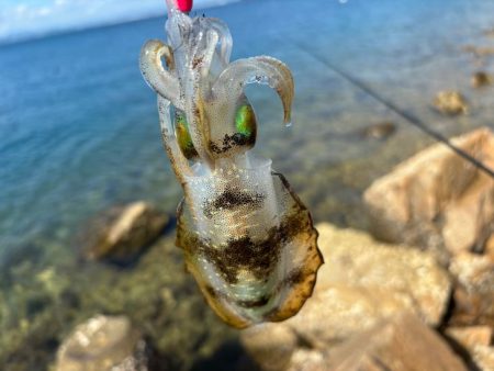 姫路離島エギング開幕！超高活性の爆釣！！