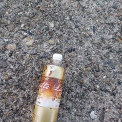 清掃活動：エギングでーす