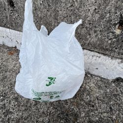 清掃活動：アイゴのシーズンイン？？