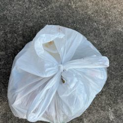 清掃活動：カタクチイワシの群れ入ってきまし…