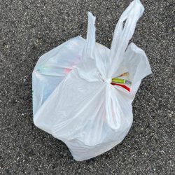 清掃活動：おチヌさん好調でした