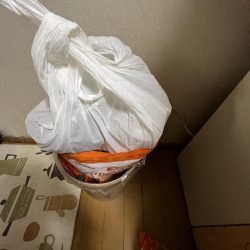 清掃活動：サビキで五目