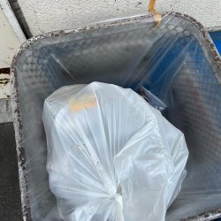 清掃活動：珍客アコウ釣れました！