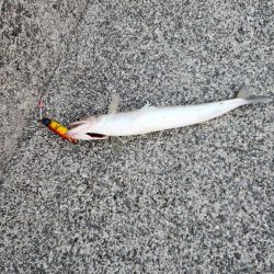 久しぶりのヤツに