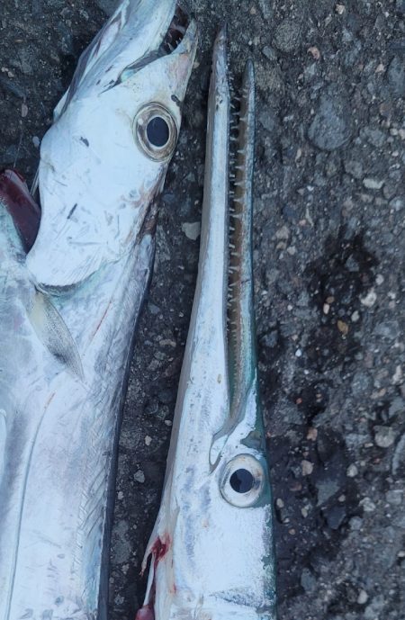 ゲストのダツさん