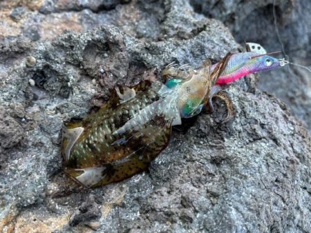 朝マヅメから終始激渋！チビイカしか反応しま…