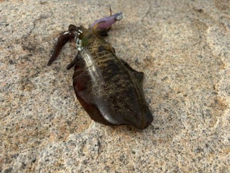 やっぱり満潮絡みのタイミングはアオリイカの…