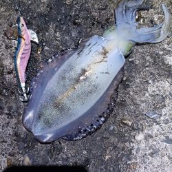 ナイトエギング