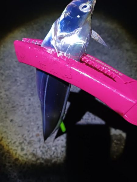 タチウオ狩り 爆釣モード