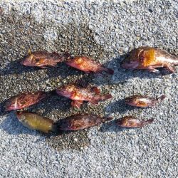 ガシラってカサゴ?