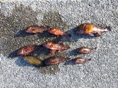 ガシラってカサゴ?