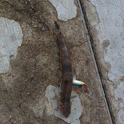 エソしか釣れん!