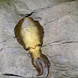 2024　4回目エギング