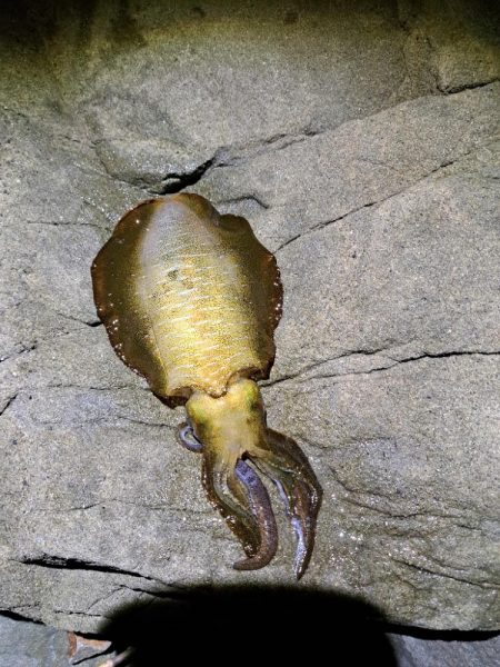 2024　4回目エギング