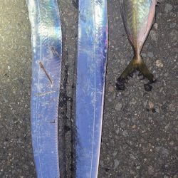 10月1週目のタチウオ