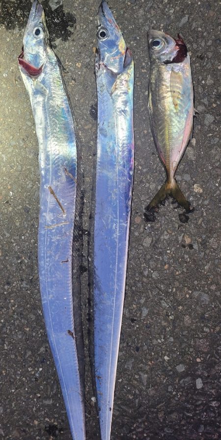 10月1週目のタチウオ