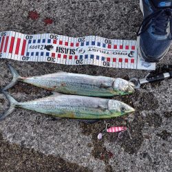 ムコイチ祭り会場は？