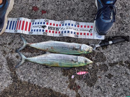 ムコイチ祭り会場は？