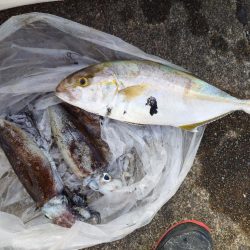 イカ釣りとタイラバ