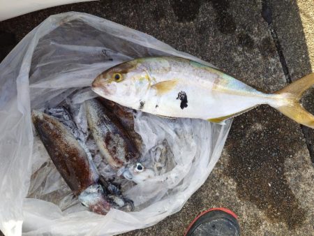 イカ釣りとタイラバ