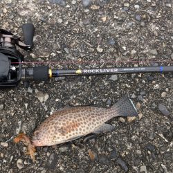 陸っぱり釣行記