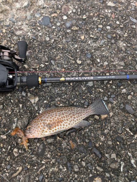 陸っぱり釣行記