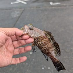 陸っぱり釣行記