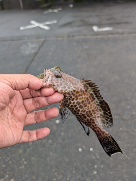 陸っぱり釣行記