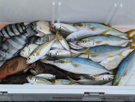 ツバス入れ食い