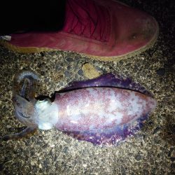 久しぶりのイカ