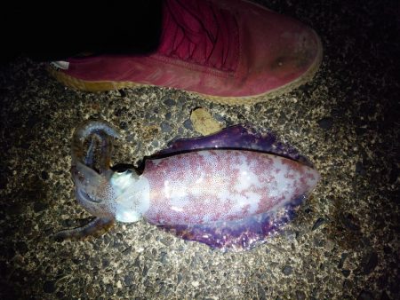 久しぶりのイカ