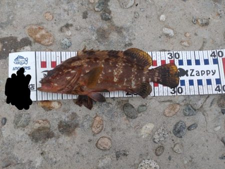 障泥1杯！尺キジハタ！