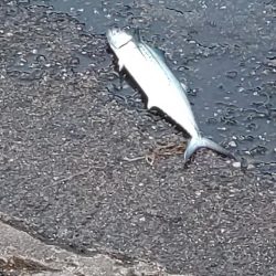 サゴシ、コウイカ、カンパチ(み)