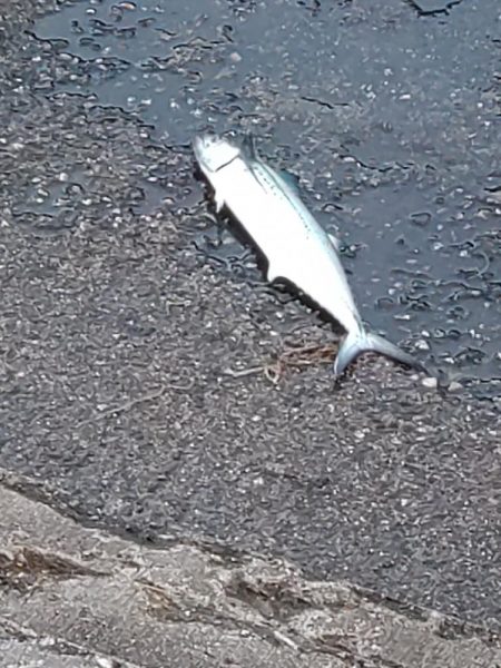 サゴシ、コウイカ、カンパチ(み)