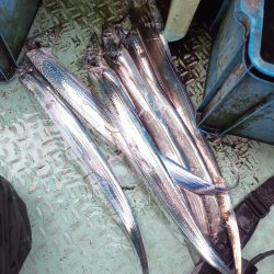 太刀魚不漁?渋いだけ?