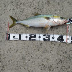 なんとかハマチ1本！