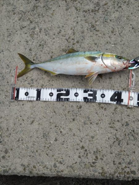 なんとかハマチ1本！