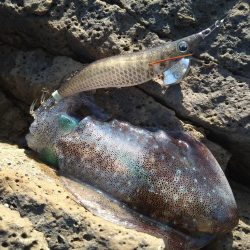 日中はサイズが…