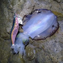 月明かりの無い大潮では