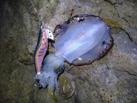 月明かりの無い大潮では