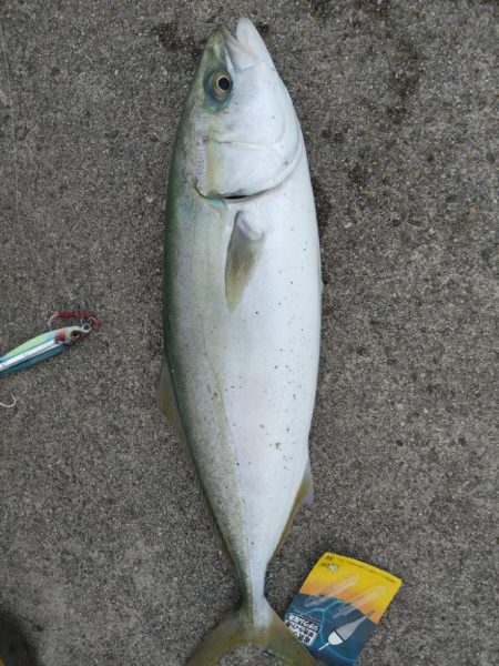 昼からショアジギング