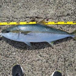 久しぶりの釣行でまさかのヒラマサげっと!