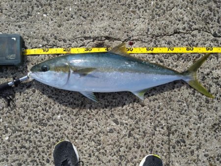 久しぶりの釣行でまさかのヒラマサげっと!